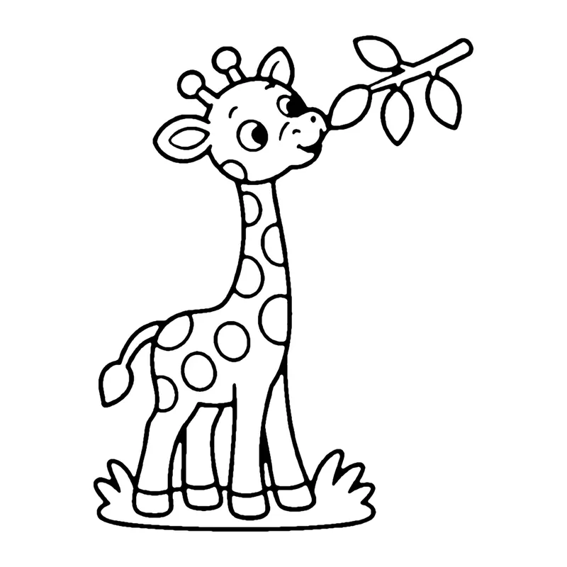Line drawing of a tall giraffe with round spots nibbling leaves from a branch above, standing on grass